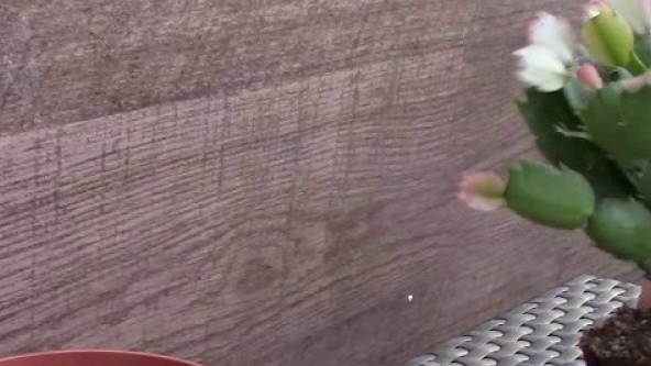 Decembrist transplant