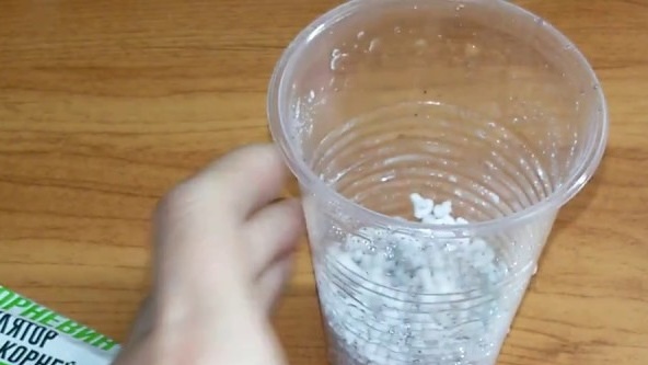 Auginių sodinimas substrate