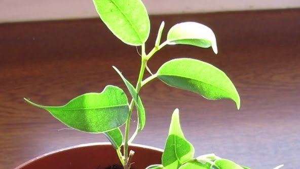 Вкоренени резници