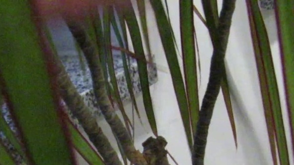 Подрязване на драцена