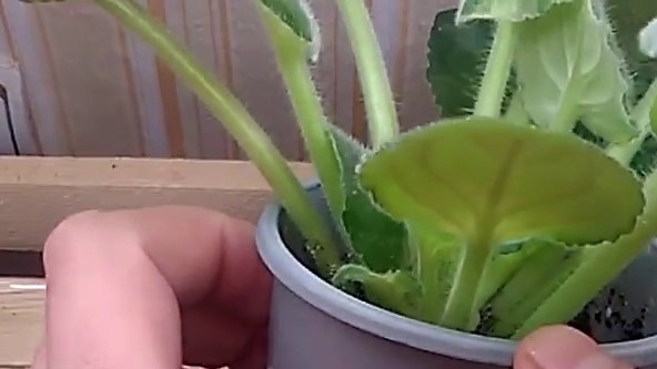 Виолетова обработка