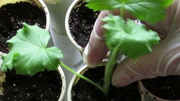 Pjaustomos pelargonijos