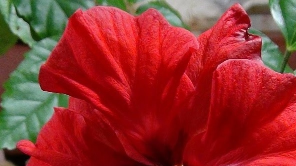 Hibiscus kinų