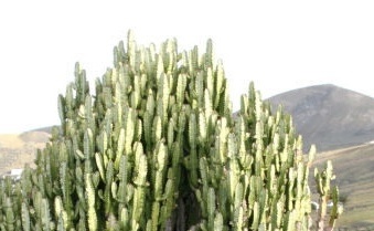 Euphorbia