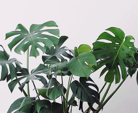 Лиана Монстра