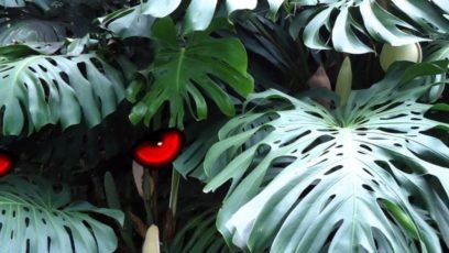 Видове Монстра