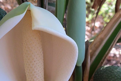 Монстра: описание със снимка