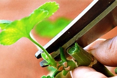 Подрязване на здравец