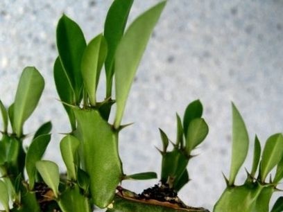 Cắt tỉa bông sữa