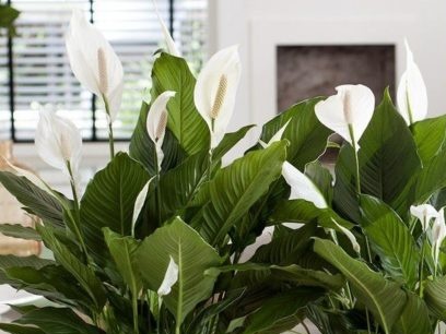 Vieta ir apšvietimas