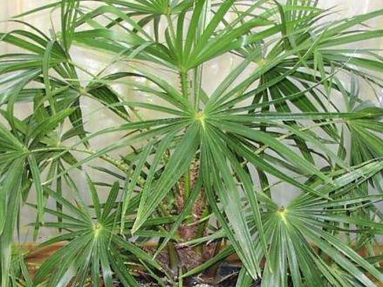 Вътрешна длан