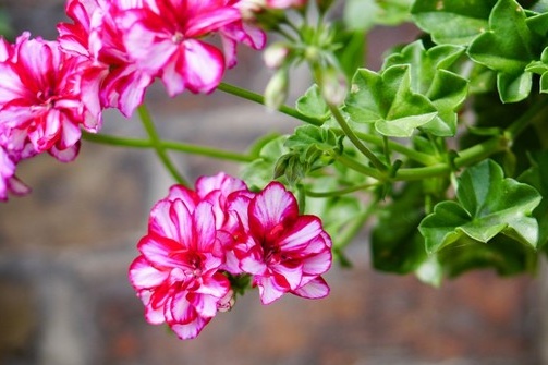 Ампелова пеларгония