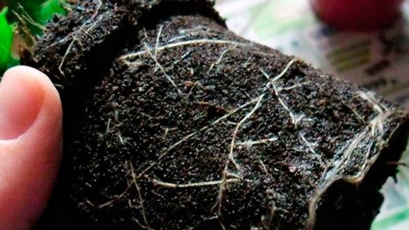 Christmas root system