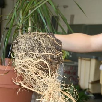 Драцена трансплантация