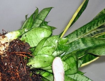 Sinh sản của Sansevieria