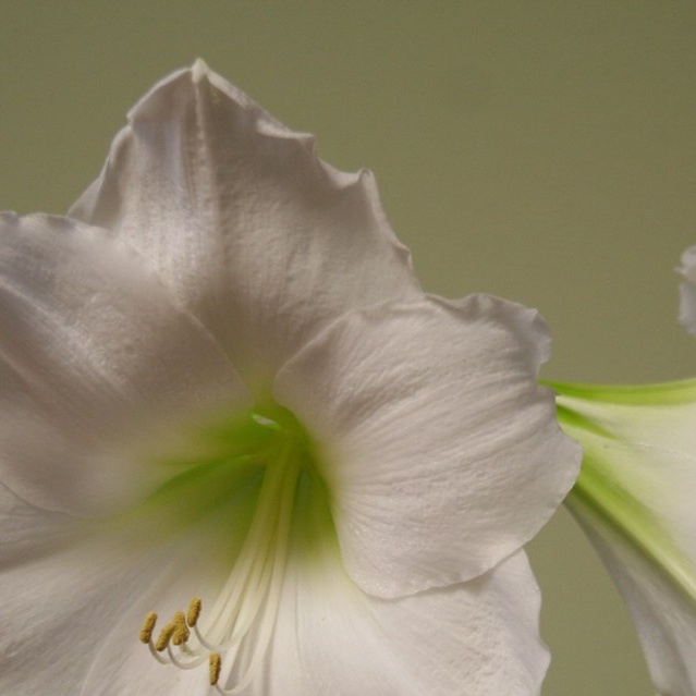 Hippeastrum