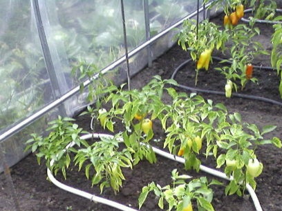 šiltnamio laistymo sistemos