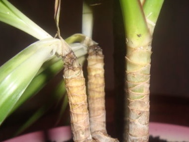 Гниещ багажник