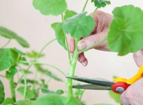 градинарски ножици