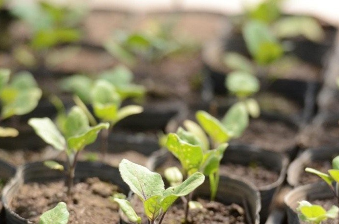 aubergine zaailingen