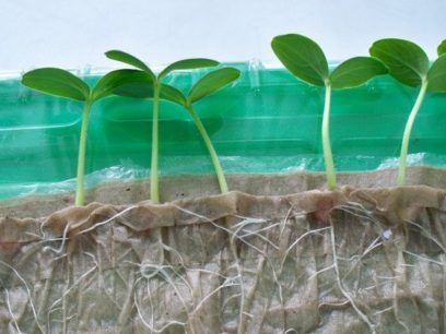 sodinukai be žemės