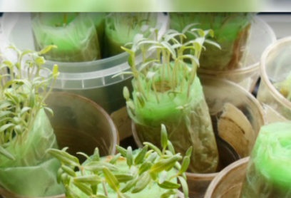 sodinukai be žemės