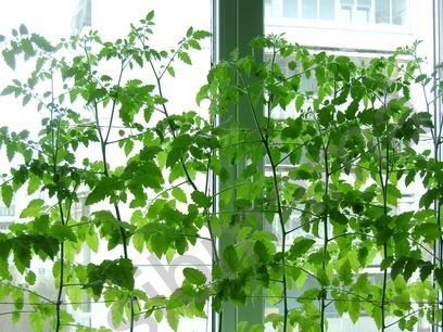 доматен разсад