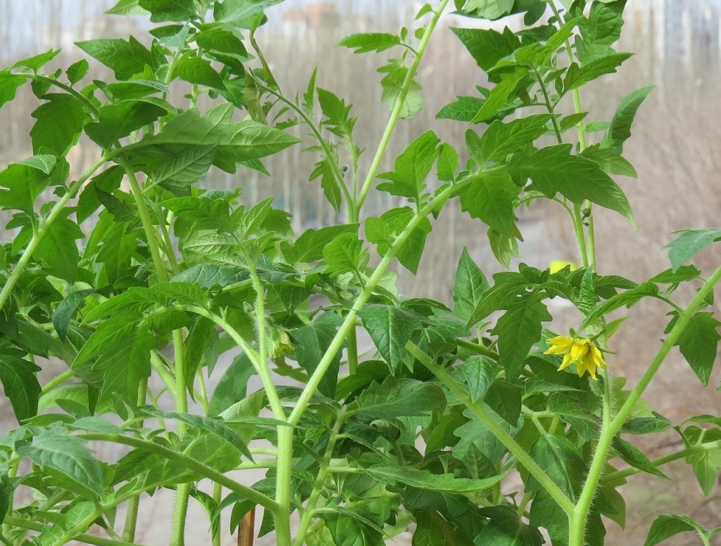 разсад цъфна