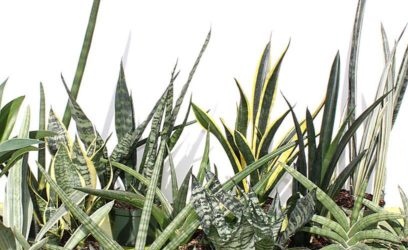 Tưới nước và độ ẩm