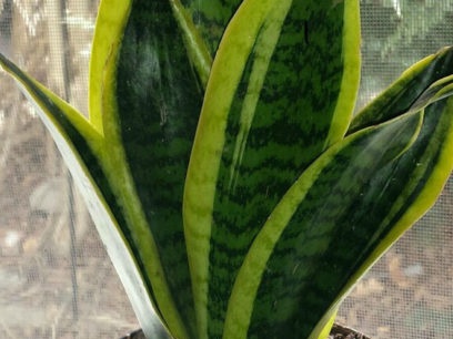 Sansevieria ba chiều