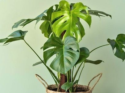 Образуване на лиана