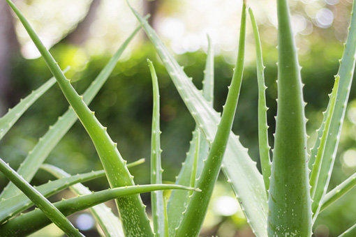 Aloë vera