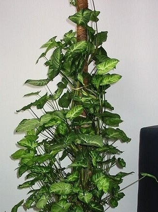 היווצרות כתר