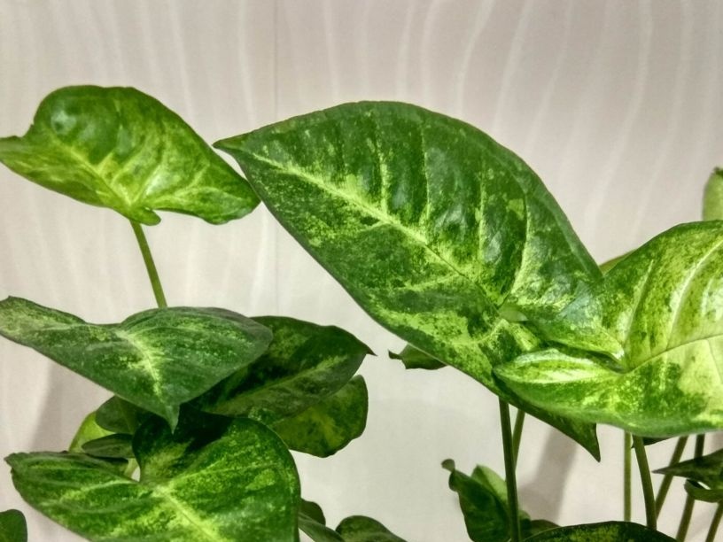 אוזן סינגוניום