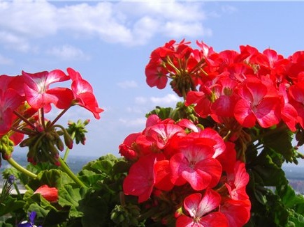 Зона Пеларгоний