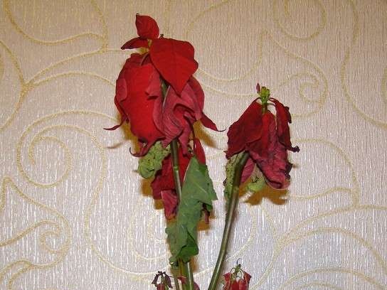 Цвете изсъхва