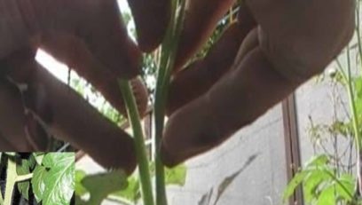 метод на снаждане на домати