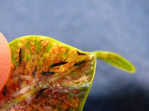 дребно насекомо вредител