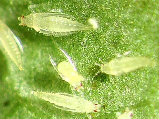 Thrips