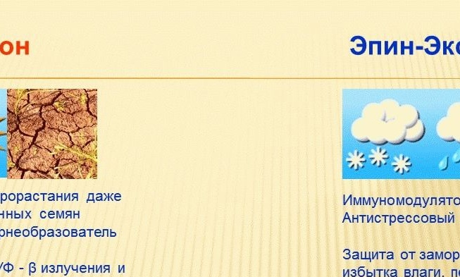 השוואה בין אפין אקסטרה וזירקון