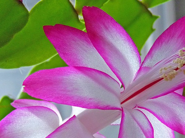 Декабристкото