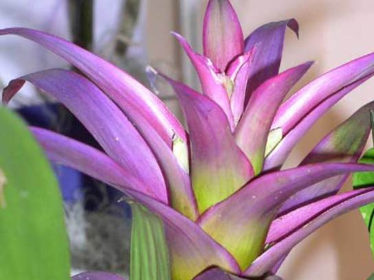 Guzmania