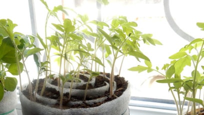 augančių sodinukų sraigėje