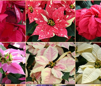 коледна звезда