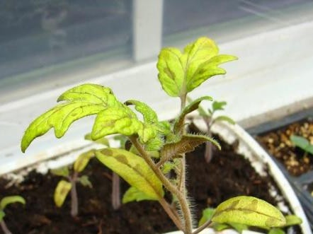 שתילים קמלים