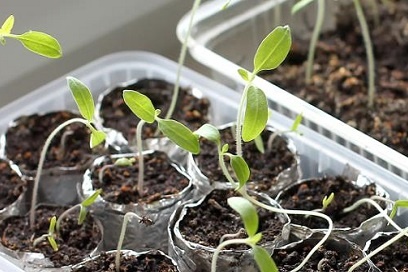 изсъхват в основата на разсад