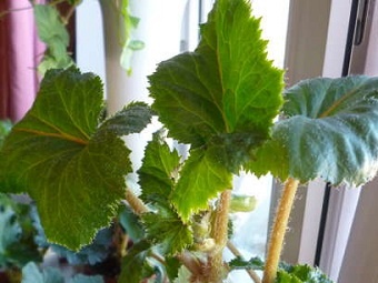 Lack of flowering in begonia