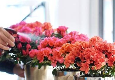 Phun hoa đỗ quyên