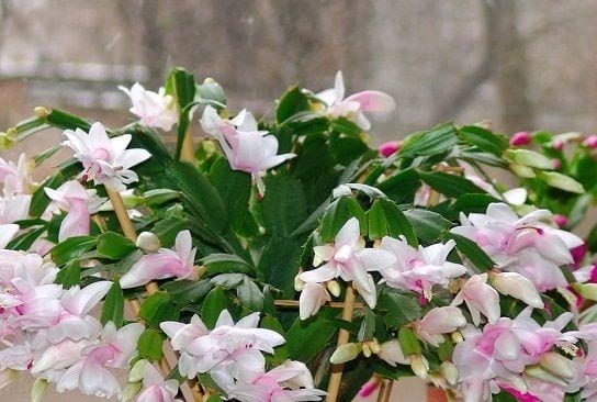 Декабристкото