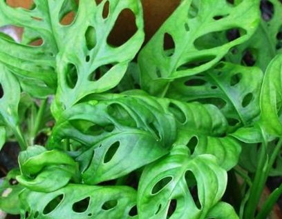 Монстра Адансън